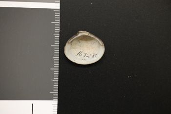 Media type: image;   Malacology 167280 Description: Preserved specimen.;
